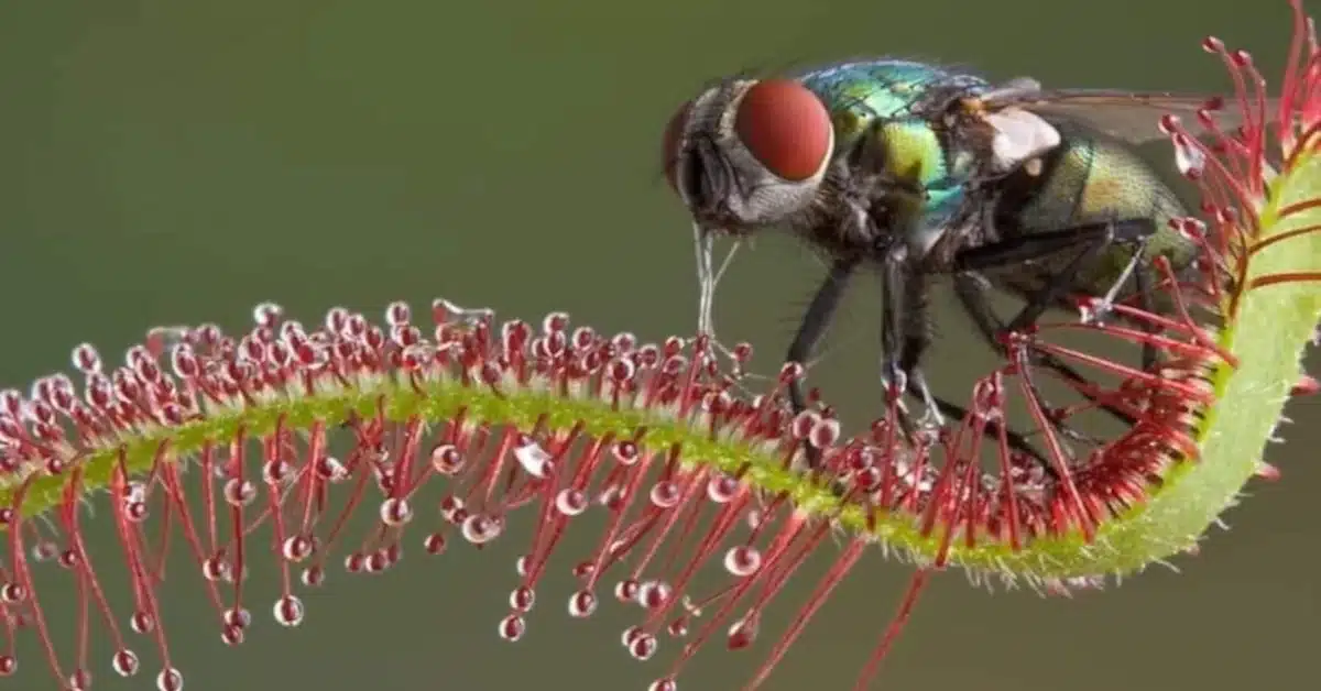 Currys Post Carnivores - for the largest selection of Carnivorous plants in the KZN Midlands.